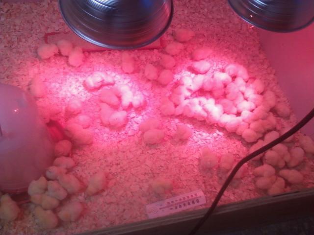 83314_brooder_day_1.jpg