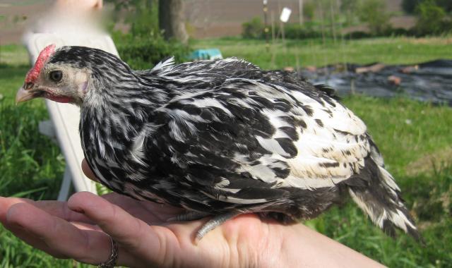8337_chikcy.jpg
