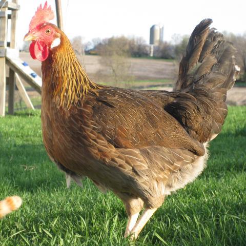8337_lilbrownhen.jpg