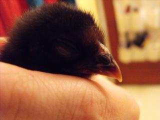 83414_lupe_-_sleepy.jpg