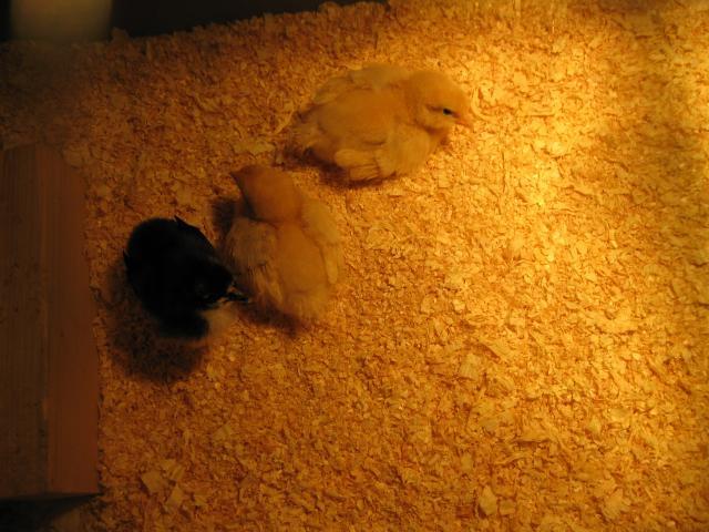 83460_chickens_006.jpg