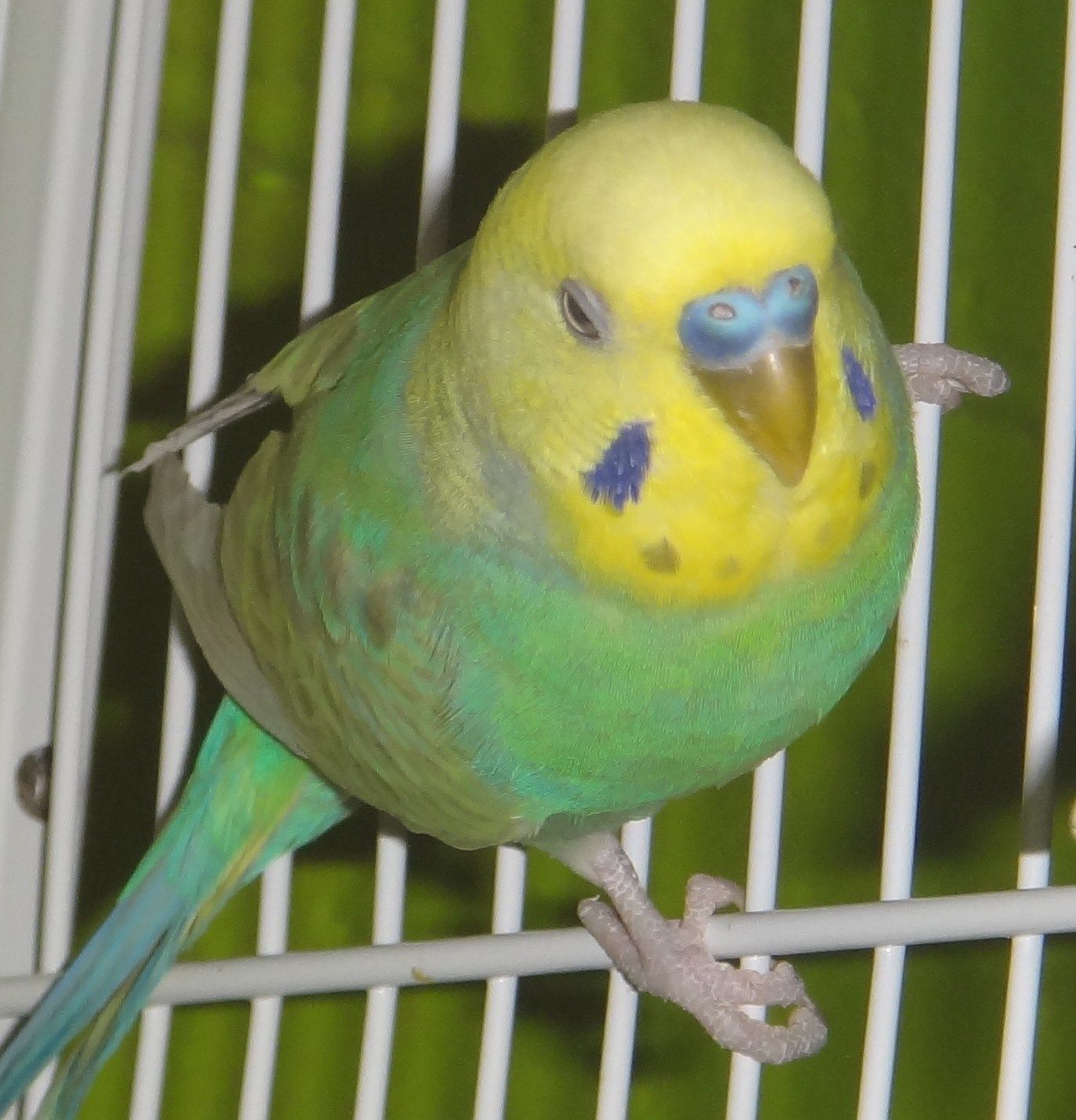 83497_rf.jpg