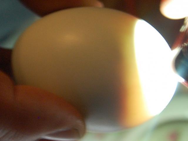 83538_eggs_011.jpg
