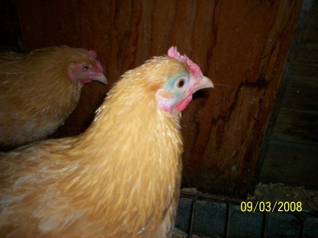 8354_blue_faced_orp.jpg