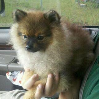 83611_allens_dog.jpg