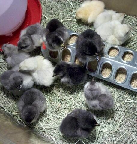 83611_babycochins.jpg