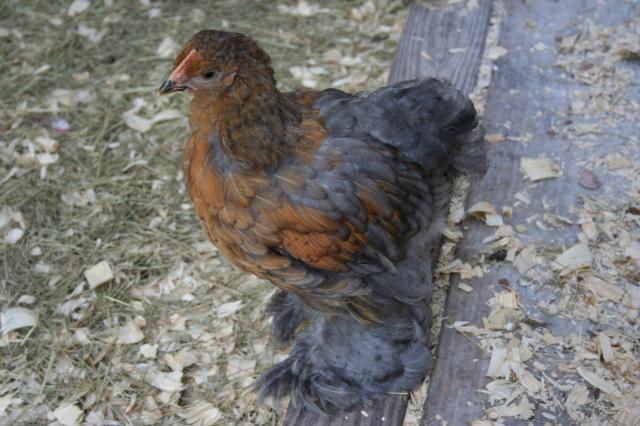 83611_cickens_044.jpg