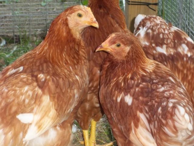 83648_chickens_007.jpg