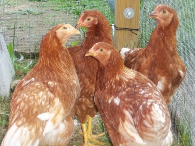 83648_chickens_008.jpg