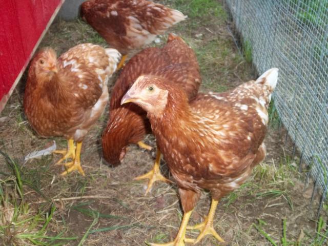 83648_chickens_010.jpg