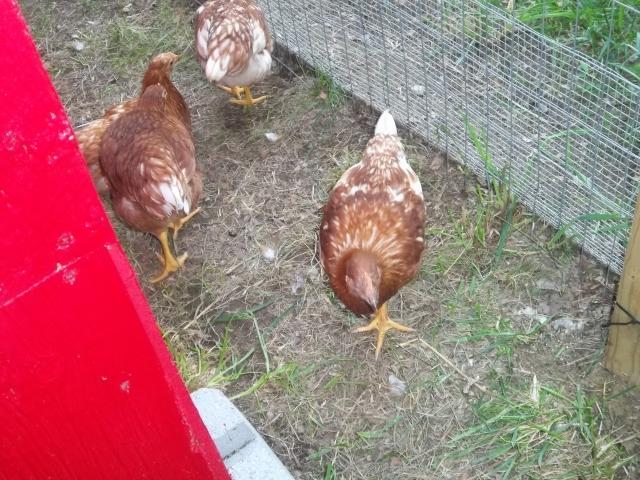 83648_chickens_011.jpg