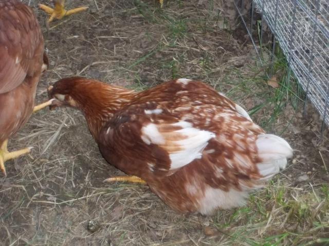 83648_chickens_012.jpg