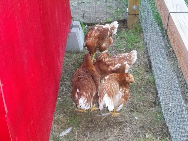 83648_chickens_015.jpg