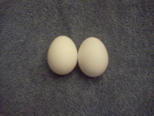 83665_first2eggs.jpg