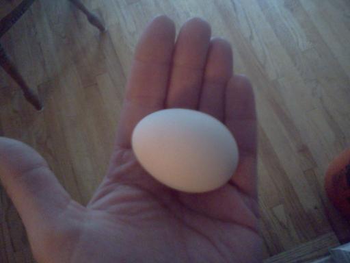 83665_firstegg.jpg