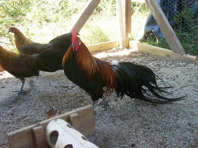 83676_phoenix_roo.jpg