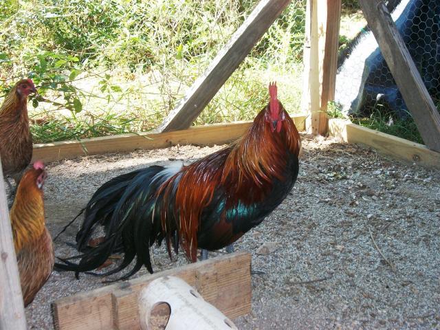 83676_phoenix_roo_2.jpg