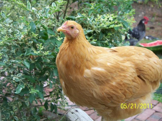 83683_1127.jpg