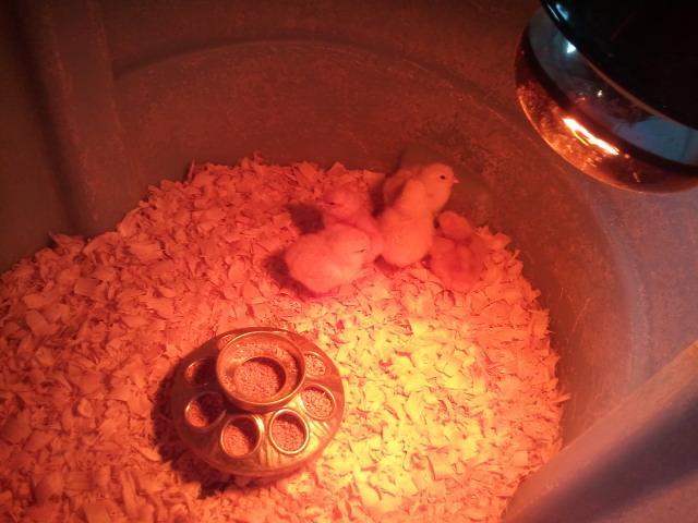 83702_chicks.jpg
