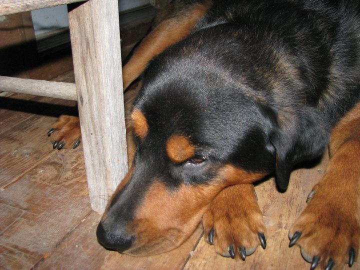 83705_buddy.jpg
