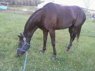 83705_dangrazing.jpg