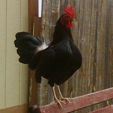 83705_red_rooster.jpg