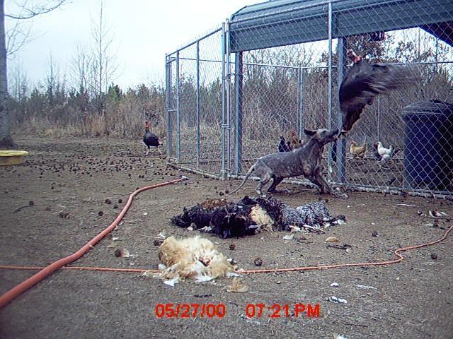 83761_chicken20killer.jpg