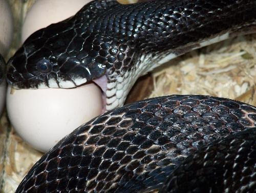 83761_eggsnake.jpg