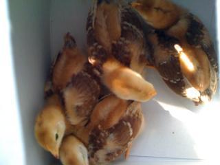 83769_chicks_in_box.jpg