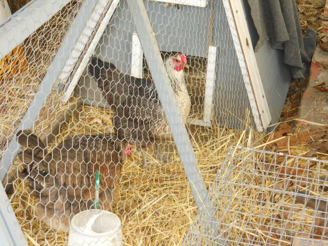 83884_chickens_001.jpg