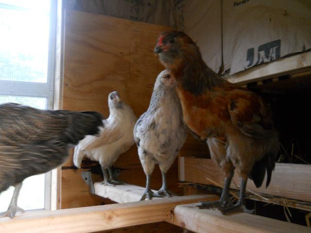83884_chickensn_coop_014.jpg
