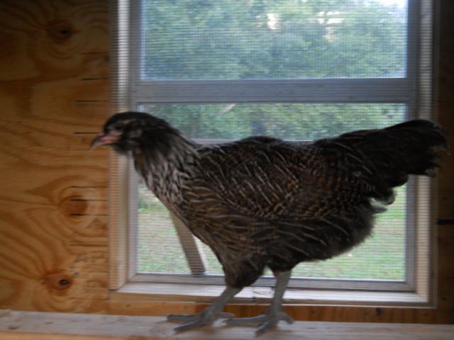 83884_chickensn_coop_015.jpg