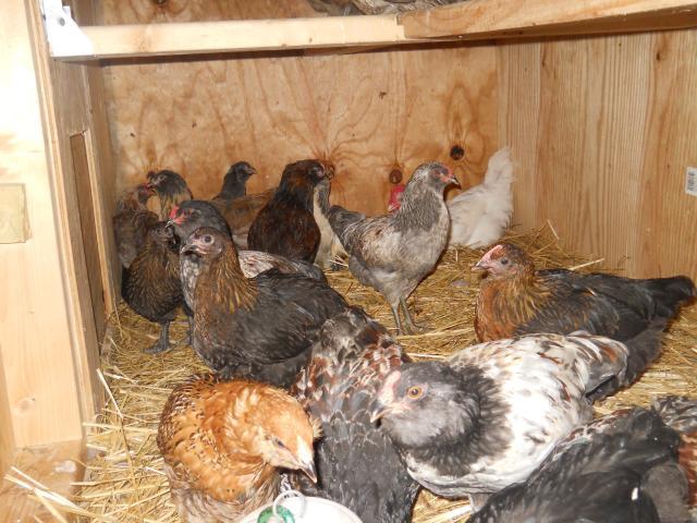 83884_chickensn_coop_019.jpg