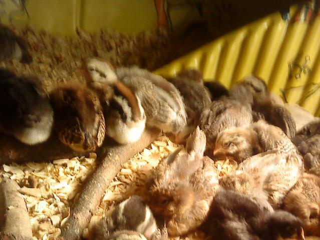 83884_chicks_why_002_-_copy.jpg
