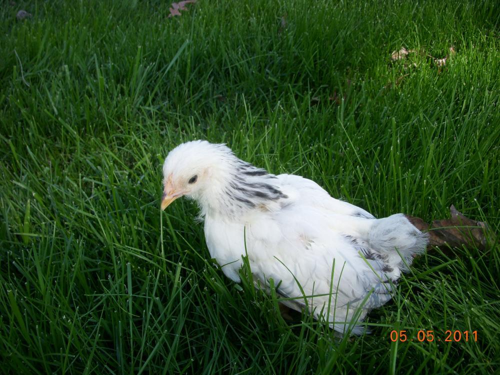 83907_chicks_outside_5-5-11_029.jpg
