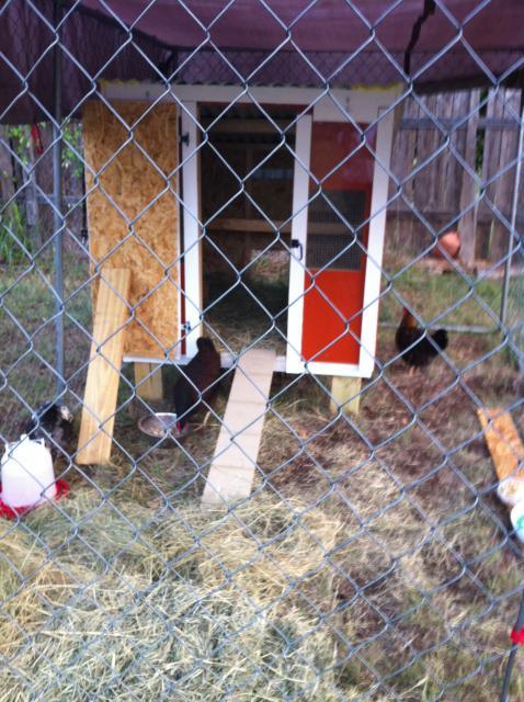 83928_coop_in_run_with_chickens.jpg