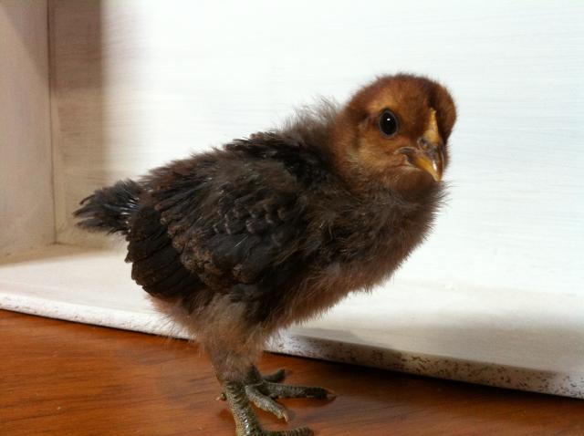 83949_chicks_045.jpg