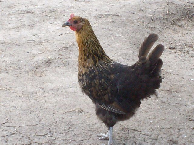 8394_sany0073.jpg