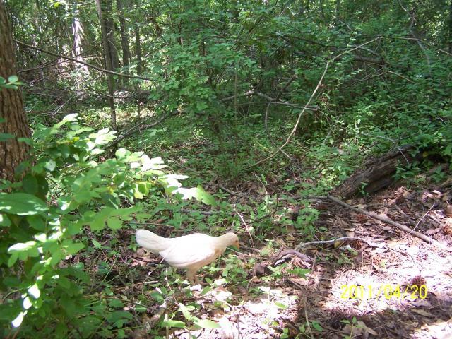 83962_oe_redpyle_pullet100_5421.jpg