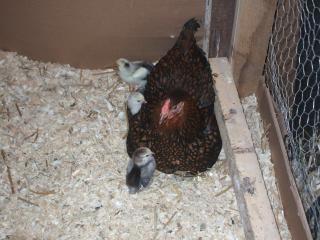 83986_2011_0520springchicks20110074.jpg