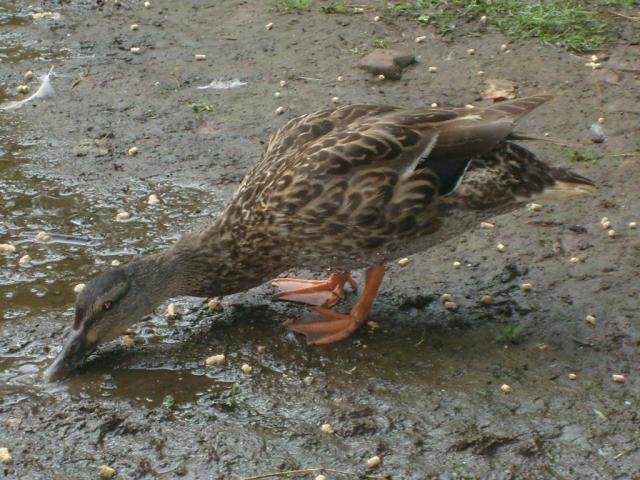 84017_august_7_2011_honey_the_duck_024.jpg
