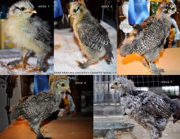 84032_chicken.jpg