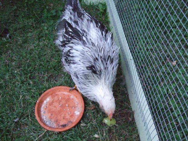 84076_penny_eating_grape.jpg
