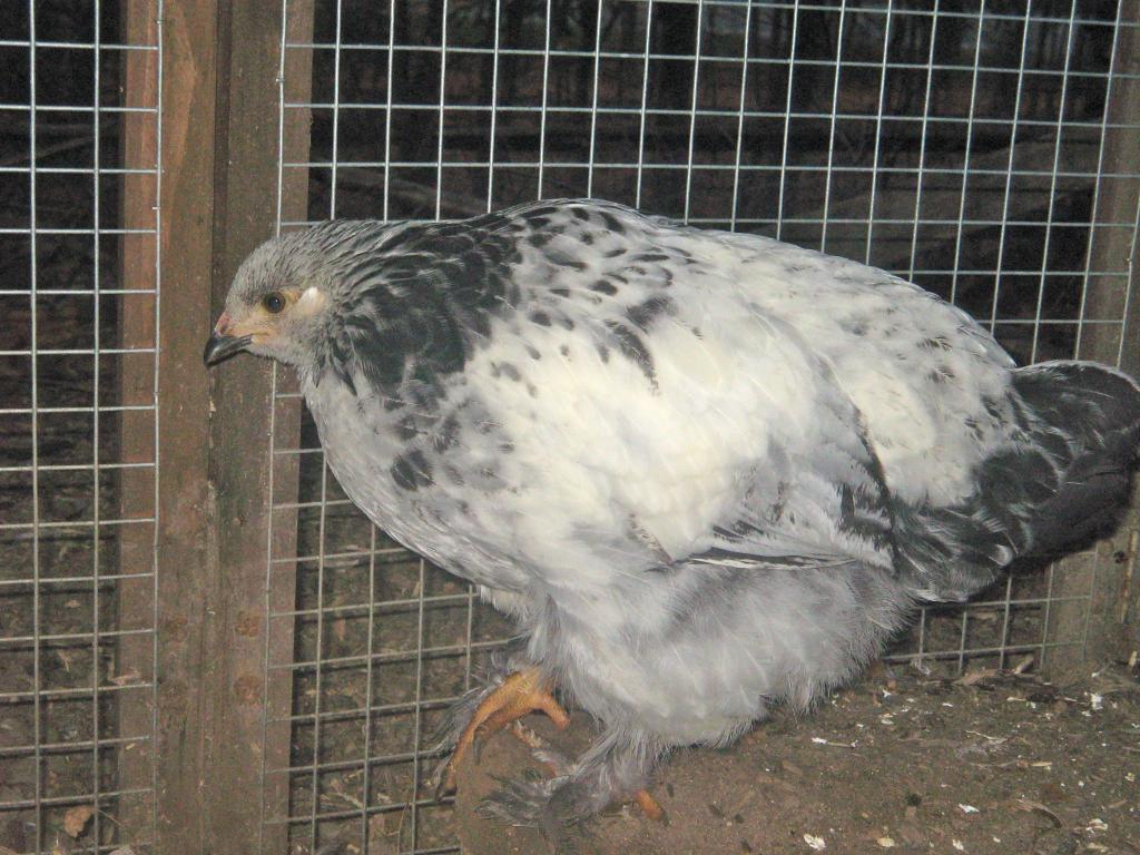 84120_img_9226.jpg