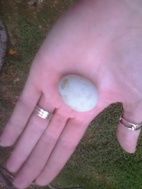84139_1st_egg.jpg