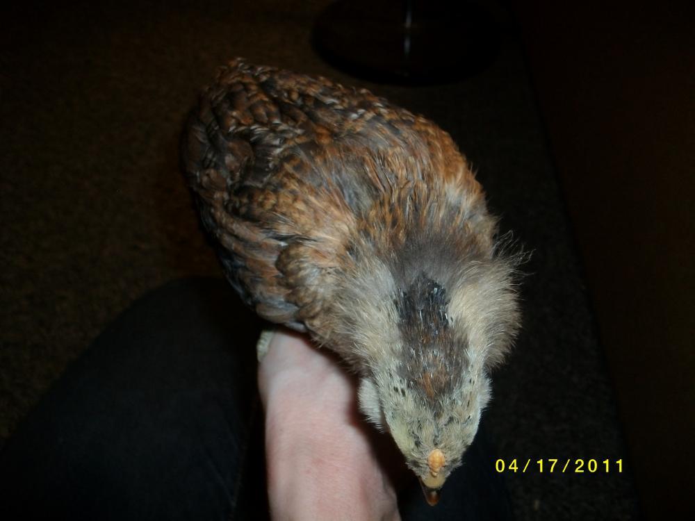 84139_chickens_1-3_weeks_old_4182011_077.jpg