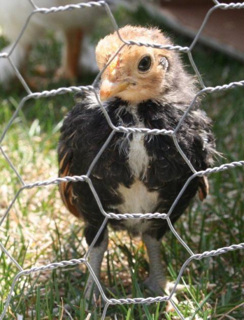84153_bantam1.jpg
