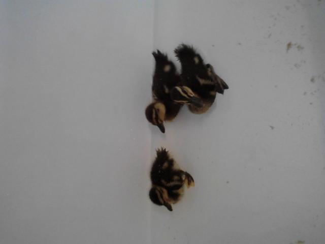 84161_ducklings_in_the_tub.jpg