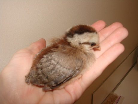 84173_chicks_4.jpg