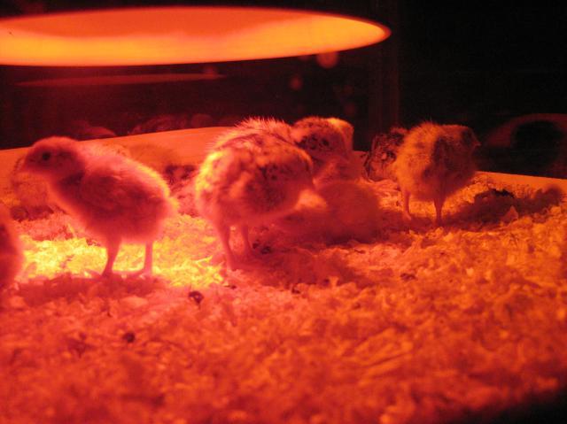 84209_picture_007.jpg